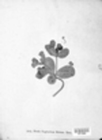 Melampsora euphorbiae image